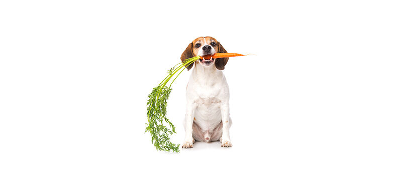 Vegan and Vegetarian Pet Diets